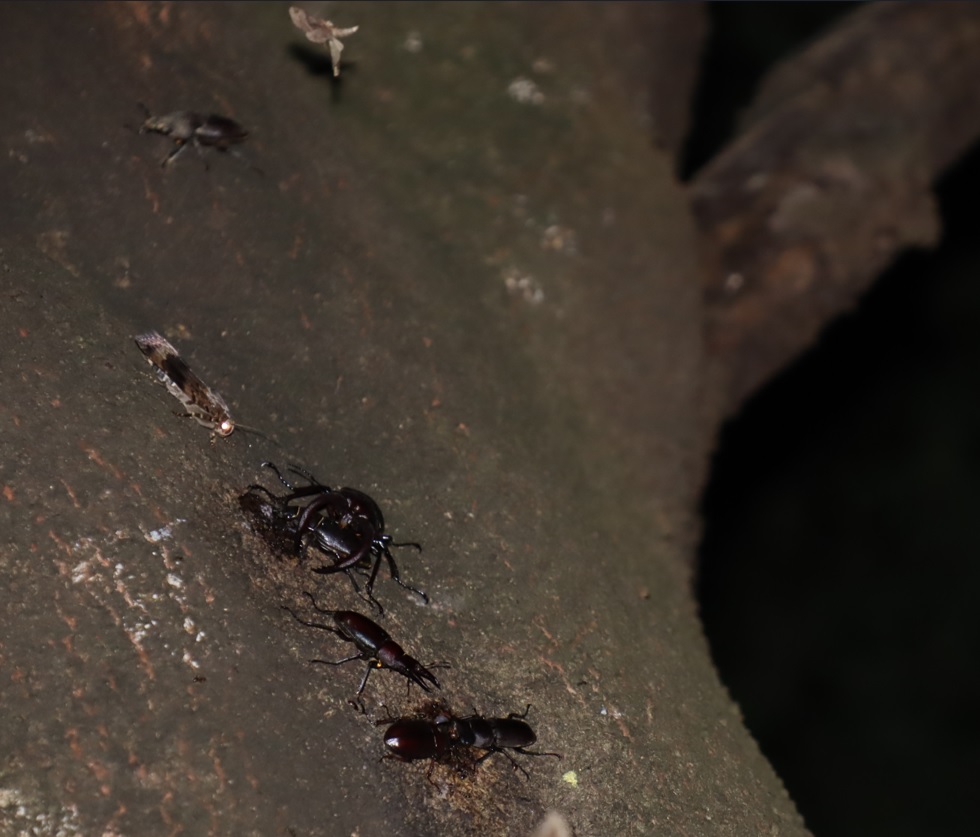 ５箇所目（背面-上ｰコブの下-別アングル）_ノコギリクワガタ2♂3♀、コクワガタ１♂_シラカシ_2023年7月4日20時 気温25.2度